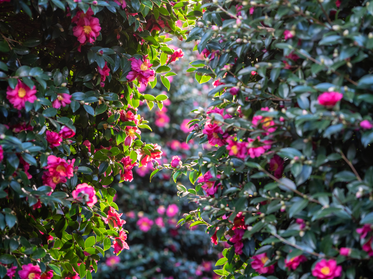 제주동백수목원 동백나무