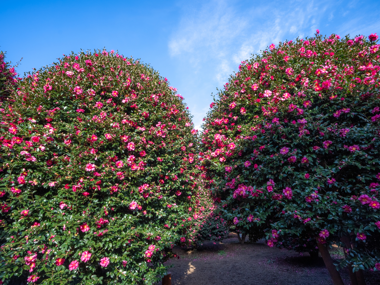 위미 동백수목원 동백나무
