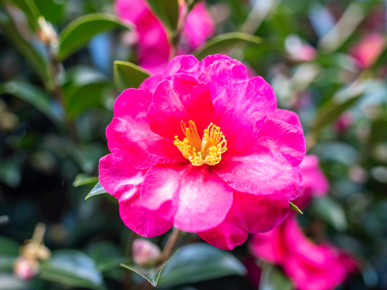 애기동백 산다화