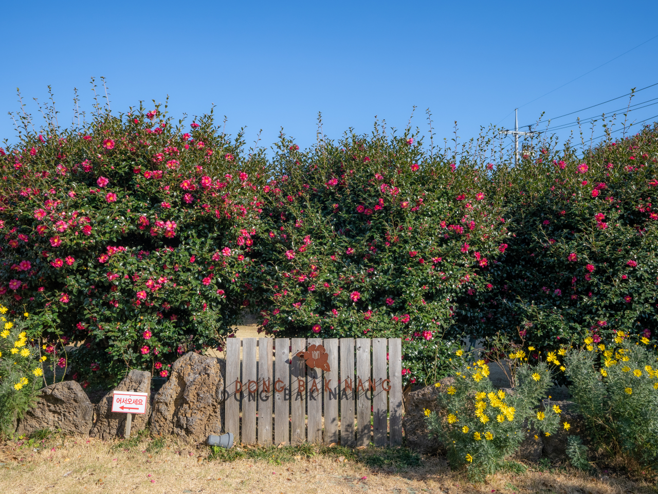 제주 동박낭 카페