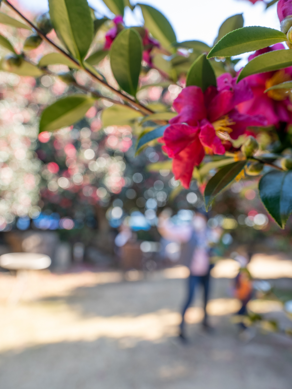 제주 동박낭 카페