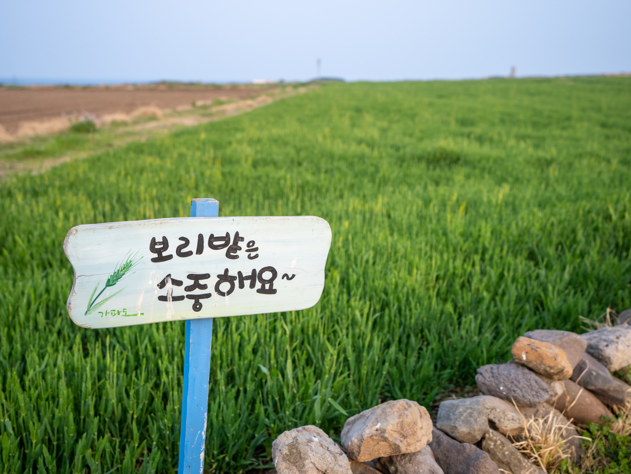 가파도 청보리