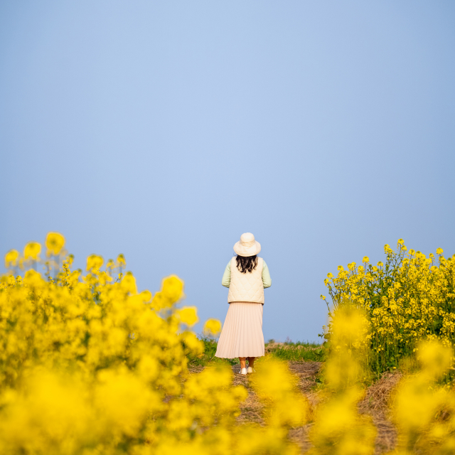 봄 기운 가득 꽃놀이 하루코스 - 서부
