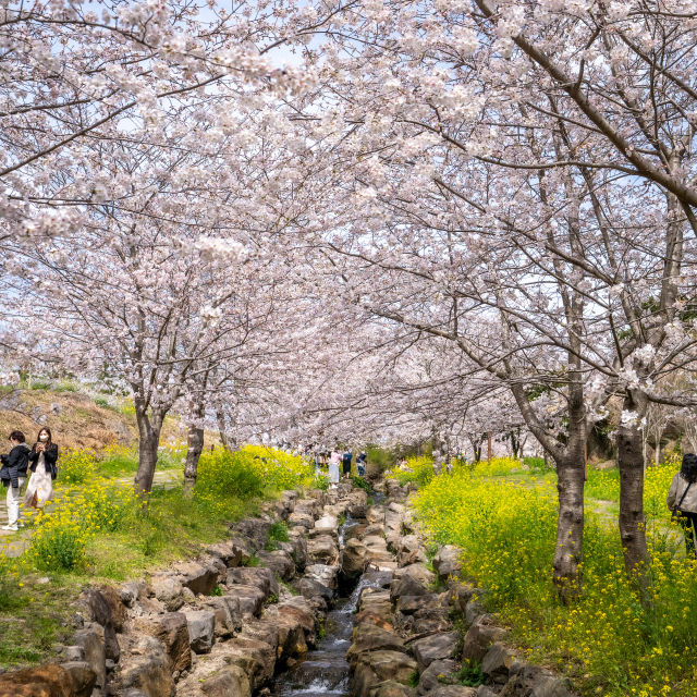 봄에 걷기 좋은 제주도 올레길 여행🌸