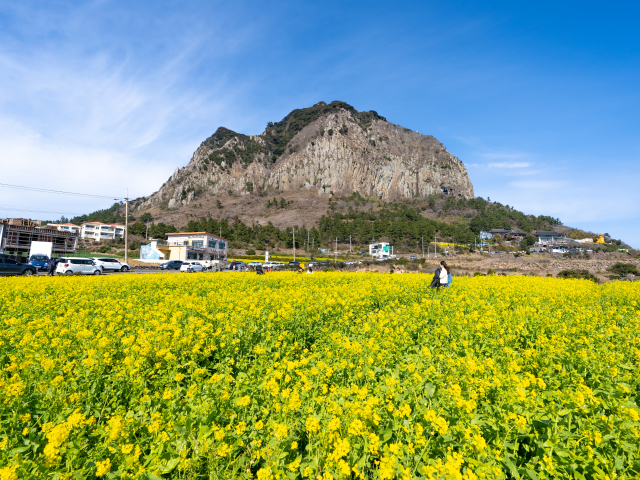 봄봄봄 봄이 왔어요🌼