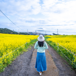 송악산 유채꽃밭