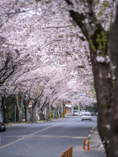 위미리 벚꽃길