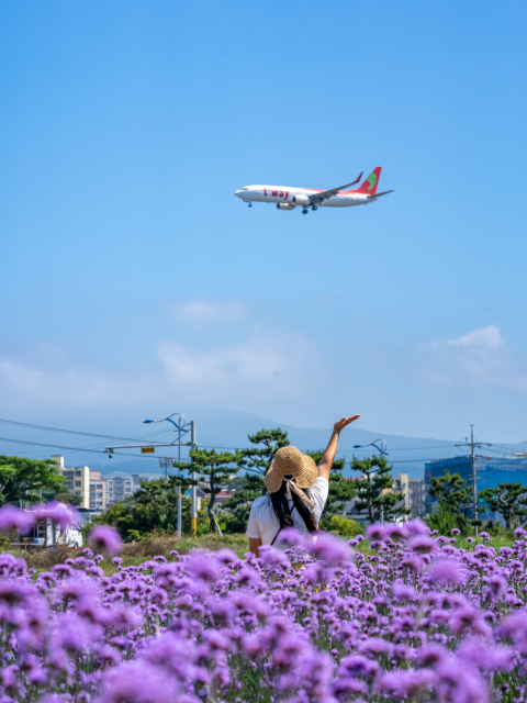 이호테우 꽃밭