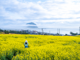 송악산 유채꽃밭