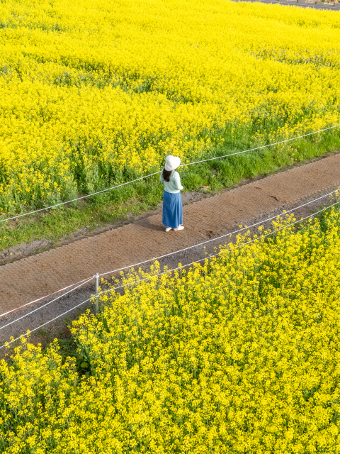 송악산 유채꽃밭