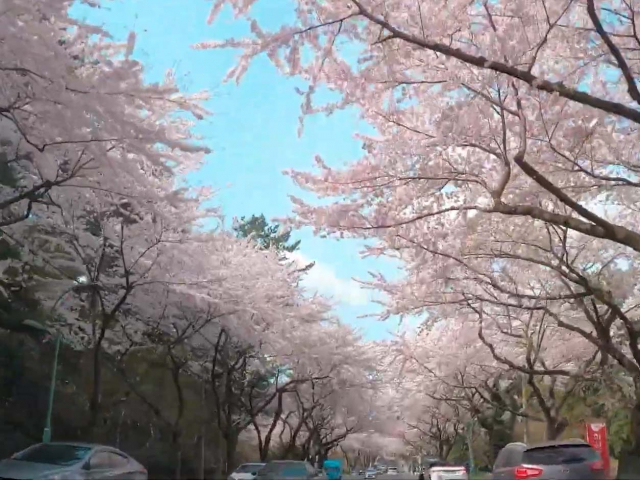 제주대 벚꽃길