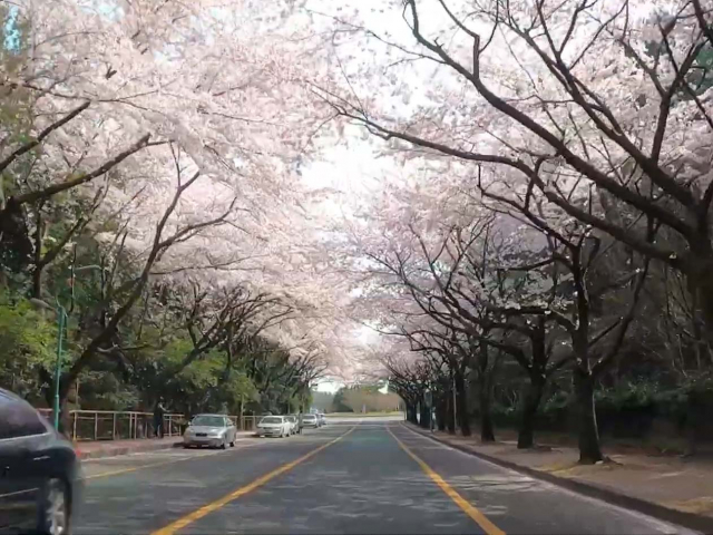 제주대 벚꽃길