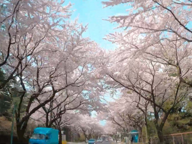 제주대 벚꽃길