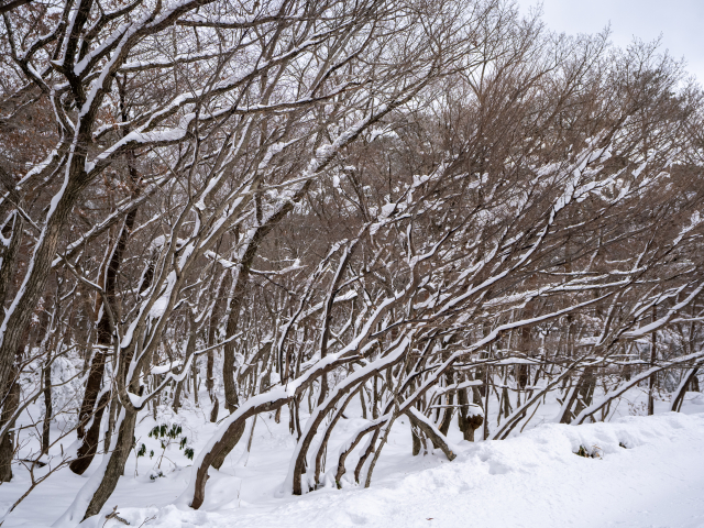 한라산 영실탐방로