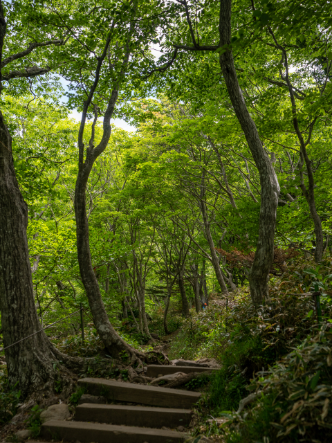 한라산 영실탐방로