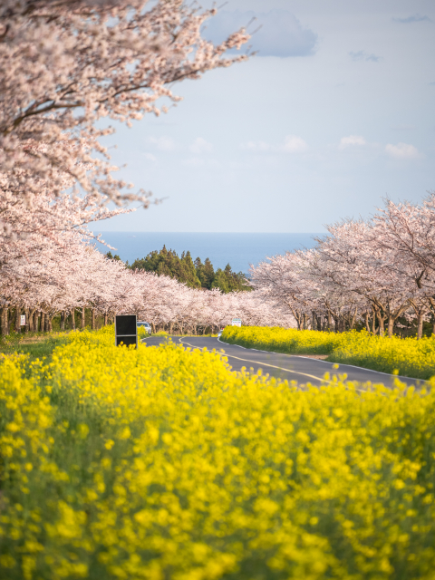 녹산로