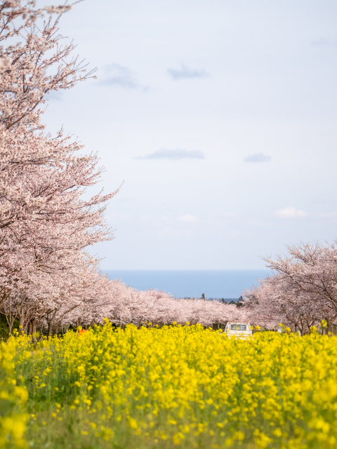 녹산로