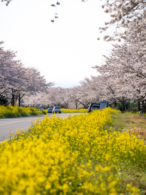 녹산로