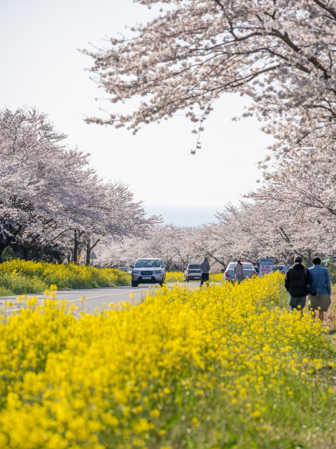 녹산로