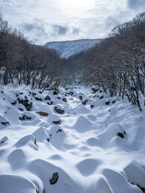 한라산 어리목탐방로