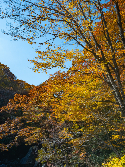 한라산 어리목탐방로