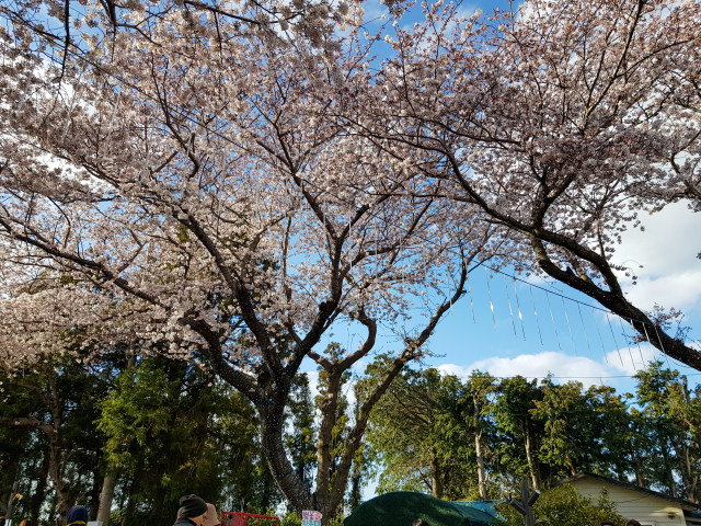 장전리 왕벚꽃거리