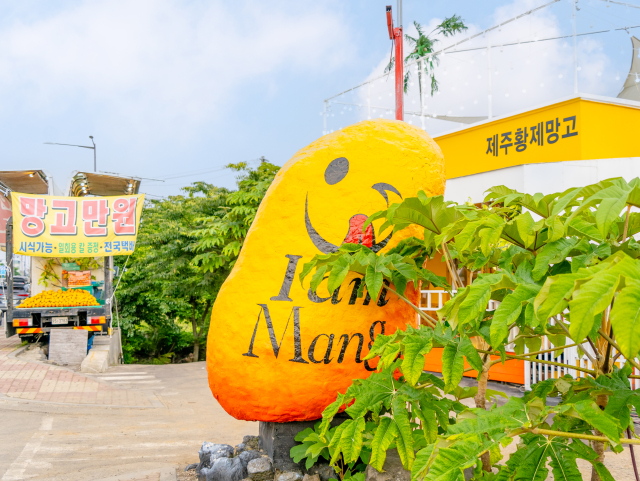 제주황제망고