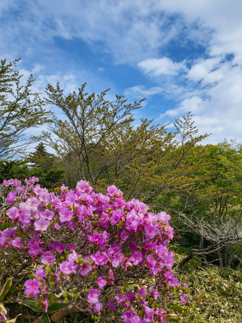 진달래밭 대피소