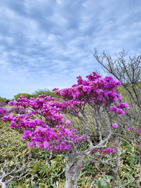 진달래밭 대피소