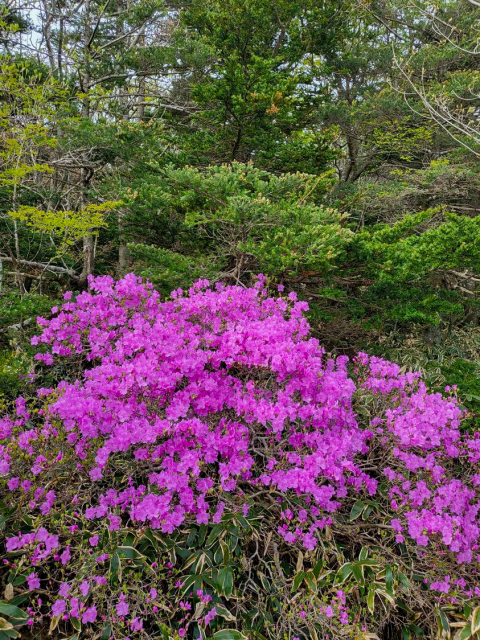 진달래밭 대피소