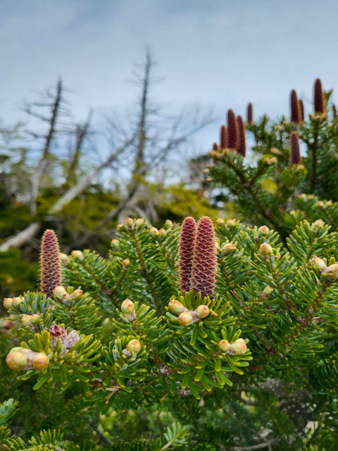 진달래밭 대피소