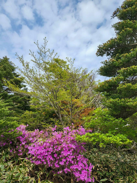 진달래밭 대피소