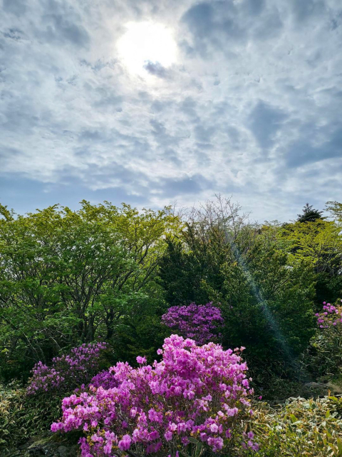 진달래밭 대피소