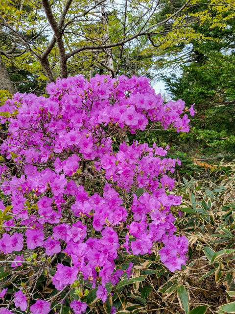 진달래밭 대피소