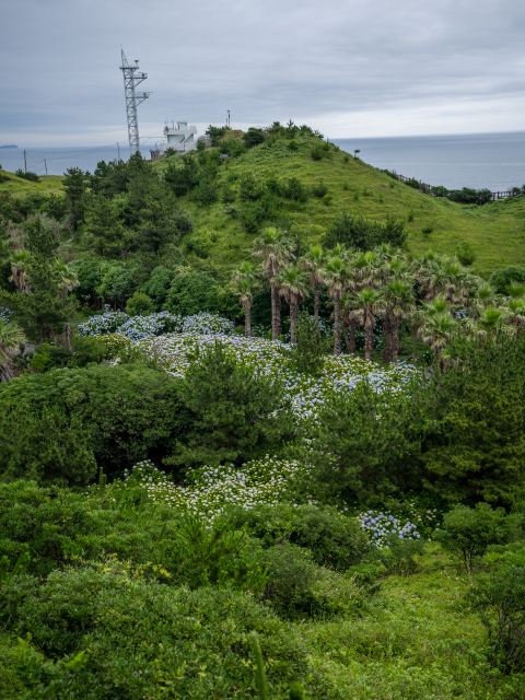 송악산