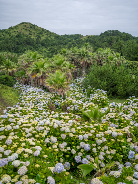 송악산