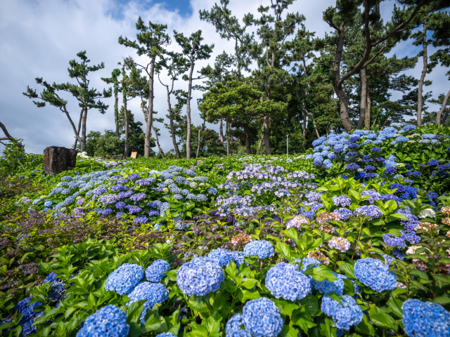 숨도