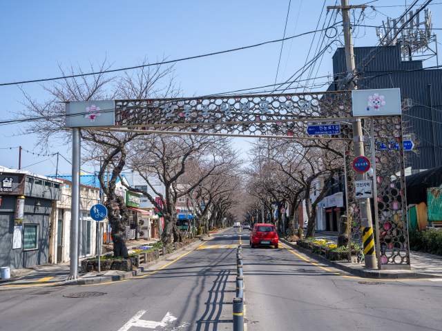 전농로 왕벚꽃거리