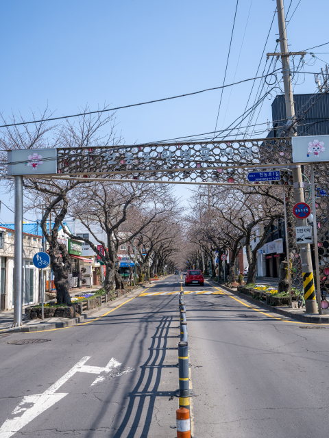 전농로 왕벚꽃거리