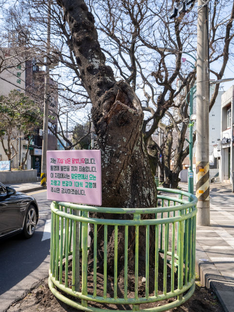 전농로 왕벚꽃거리