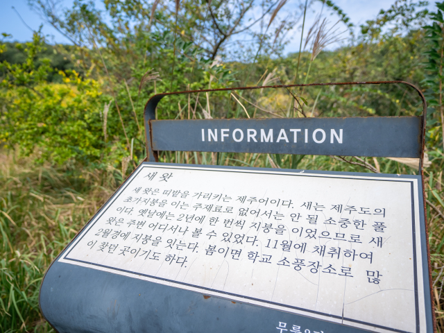 무릉곶자왈
